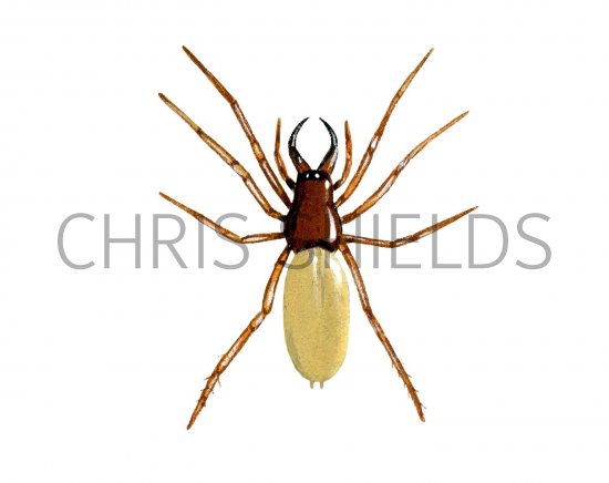 Dysdera Crocata Spider
