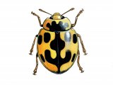 Fourteen-Spot Ladybird (Yellow on Black) Propylea 14-puncata IN004