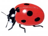 Seven-spot Ladybird (Coccinella 7-punctata) IN001