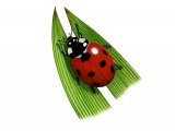 Seven-spot Ladybird (Coccinella 7-punctata) IN006