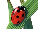 Seven-spot Ladybird (Coccinella 7-punctata) IN007
