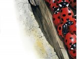 Seven-spot Ladybird (Coccinella 7-punctata) IN008
