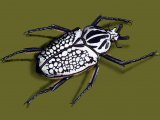 African Goliath Beetle (Goliathus orientalis) IN002