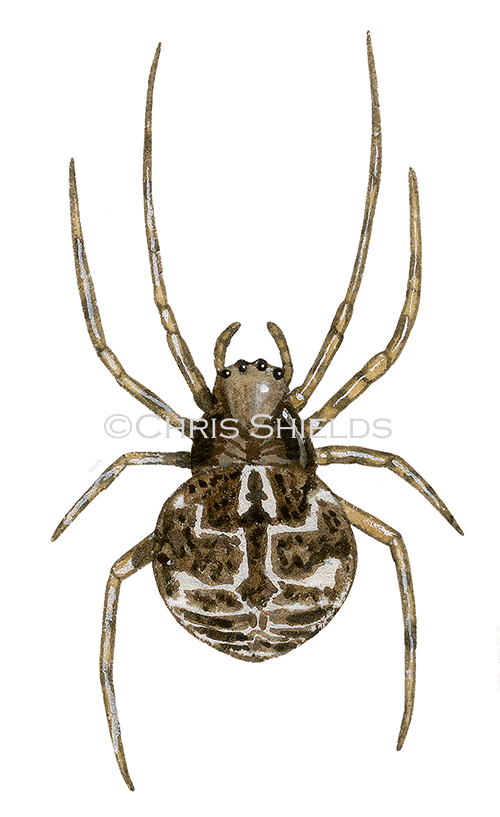 Agalenatea redii Spider SP001