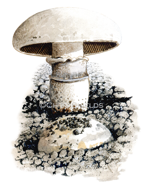Agaricus bitorquis (Pavement Mushroom) FU0282