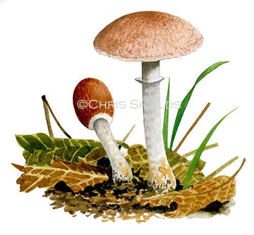 Agaricus dulcidulus (Rosy Wood Mushroom) FU0290