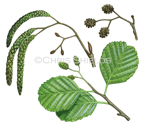 Alder Leaves & Flowers (Alnus glutinosus) BT004
