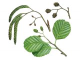 Alder Leaves & Flowers (Alnus glutinosus) BT004