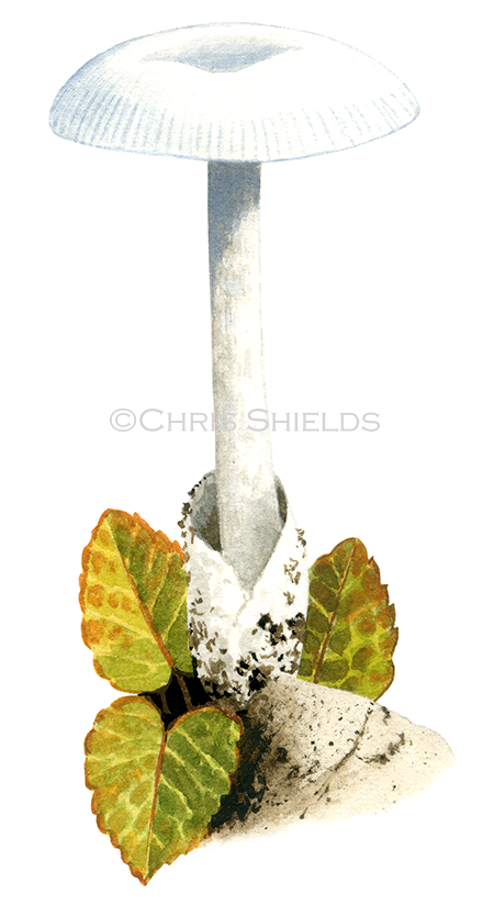 Amanita nivalis (Mountain Grisette) FU061