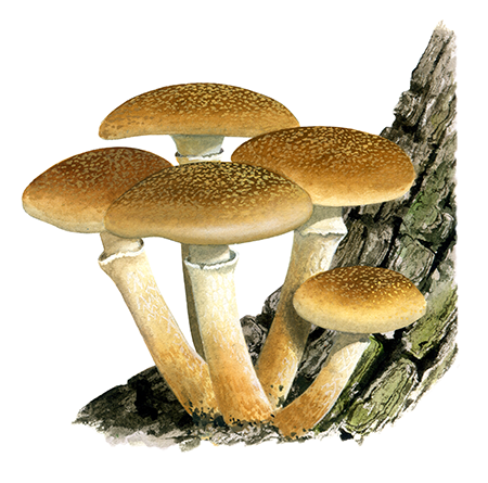 Amarillaria mellea (Honey Fungus) FU080