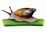Amber snail (aquatic) (Succinea putris) OS002