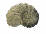 PF002 - Ammonite fossil (Schloenbachia)