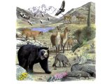 Andian Wildlife CG002