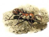 IH002 - Ant (red) Myrmica rubra