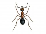 IH011 - Ant (wood) (worker) Formica rufa