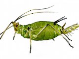 Aphid IN001