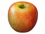 Apple (Malus domestica) BT005