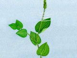 Perfoliate Pondweed (Potamogeton perfoliatus) BT0100