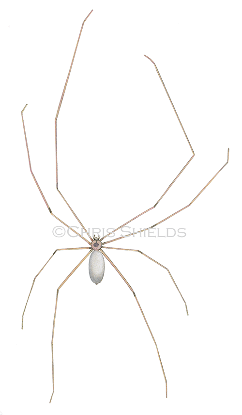 Architrave Spider (Pholcus phalangioides) SP007
