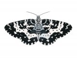Argent & Sable Moth (Rheumaptera hastata) IN001