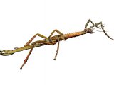 IN150 - Asian Giant Stick Insect (Pharnacia serratipes)