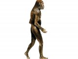 P003 - Australopithecus