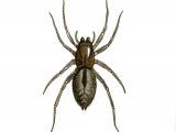 Bark Sac Spider (Clubiona corticalis) OS001