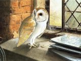 Barn Owl (Tyto alba) BD0502