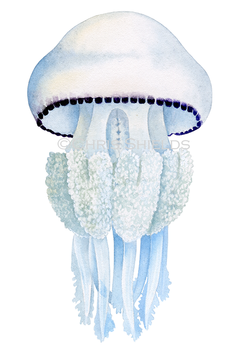 Barrel Jellyfish (Rhizostoma pulmo) OS0014