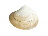 Basket shell (Corbula gibba) OS001