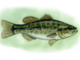 Bass (large-mouthed black) Micropterus salmoides F268