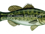Bass (large-mouthed black) Micropterus salmoides F269