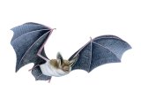 Bat (Bechstein) Myotis bechsteinii M001