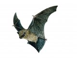 Bat (Pipistrelle) Pipistrellus pipistrellus M001