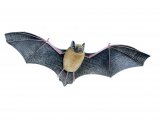 Bat (Pipistrelle) Pipistrellus pipistrellus M006