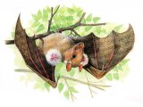 Epauletted fruit bat (Epomophorus gambianus) M001
