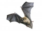 Bat (Pipistrelle) Pipistrellus pipistrellus M004