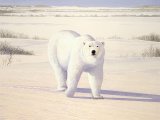 Bear (Polar) Ursus maritimus M003