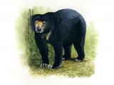 Bear (sun) Helarctos malayanus M001