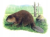 Beaver (Castor canadensis) M001