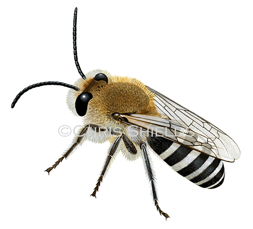 Bee (Ivy Mining) Colletes halophilus IH0018