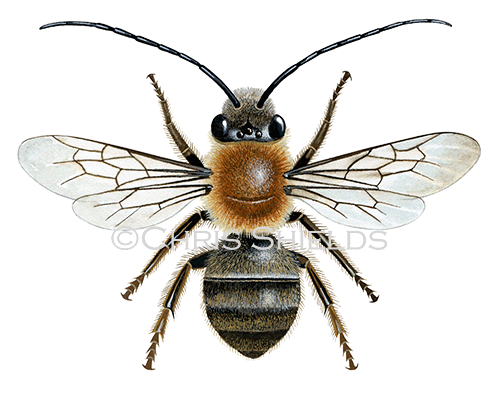 Bee (Long-horned mining) Eucera longicornis IH0023