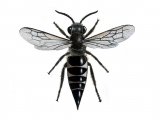 Bee (Sharp-tailed) (female) Coelioxys inermis IN002
