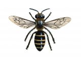 Bee (Slender mining) Lasioglossum calceatum IN001