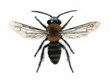 Bee (Tawny mining) (male) Andrena fulva IN002