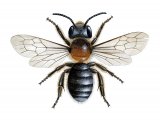 Bee (Western mason) Osmia parietina IN001