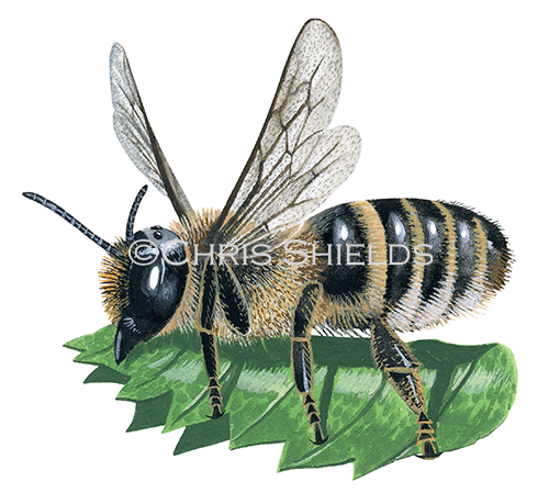 Bee (Willughby