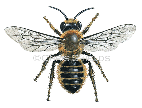 Bee (Willughby