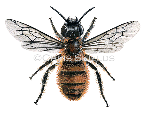 Bee (red mason - female) Osmia rufa IN001
