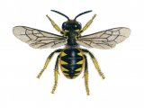 Bee (wool carder) (female) Anthidium manicatum IN002